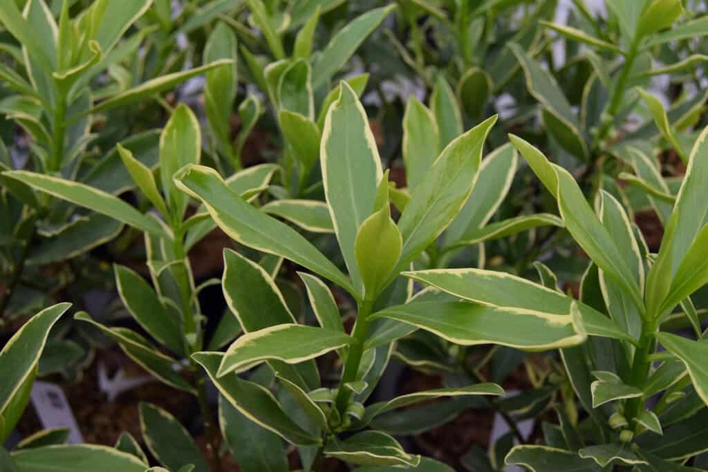 Daphne odora 'Aureomarginata' 20-30 cm